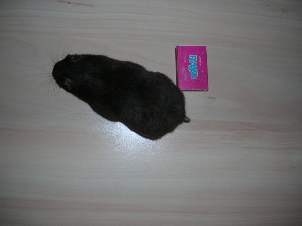 DSCN4163.JPG